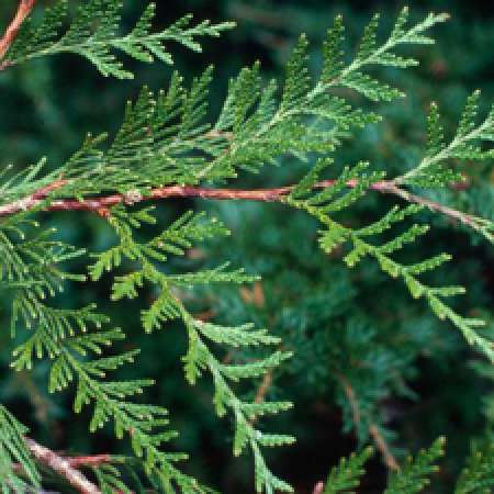 Close up of a tree branch