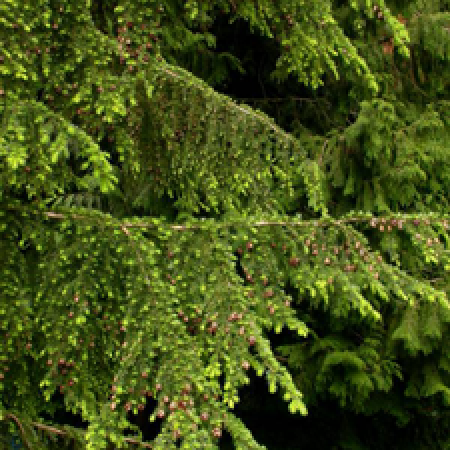 close up of a tree branch