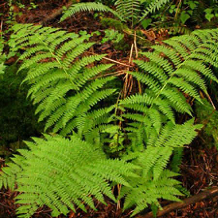 close up of a plant