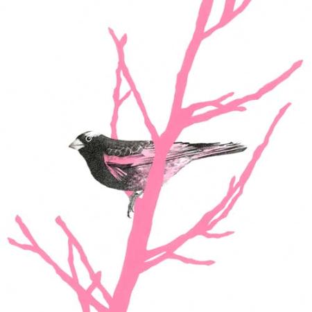 rosy finch