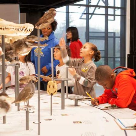 children look at specimens on a cladogram during their field trip to the Burke Museum