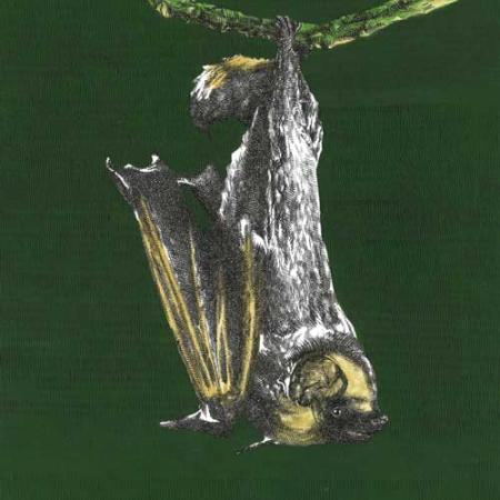 illustration of a hoary bat by Sarah Kaizar