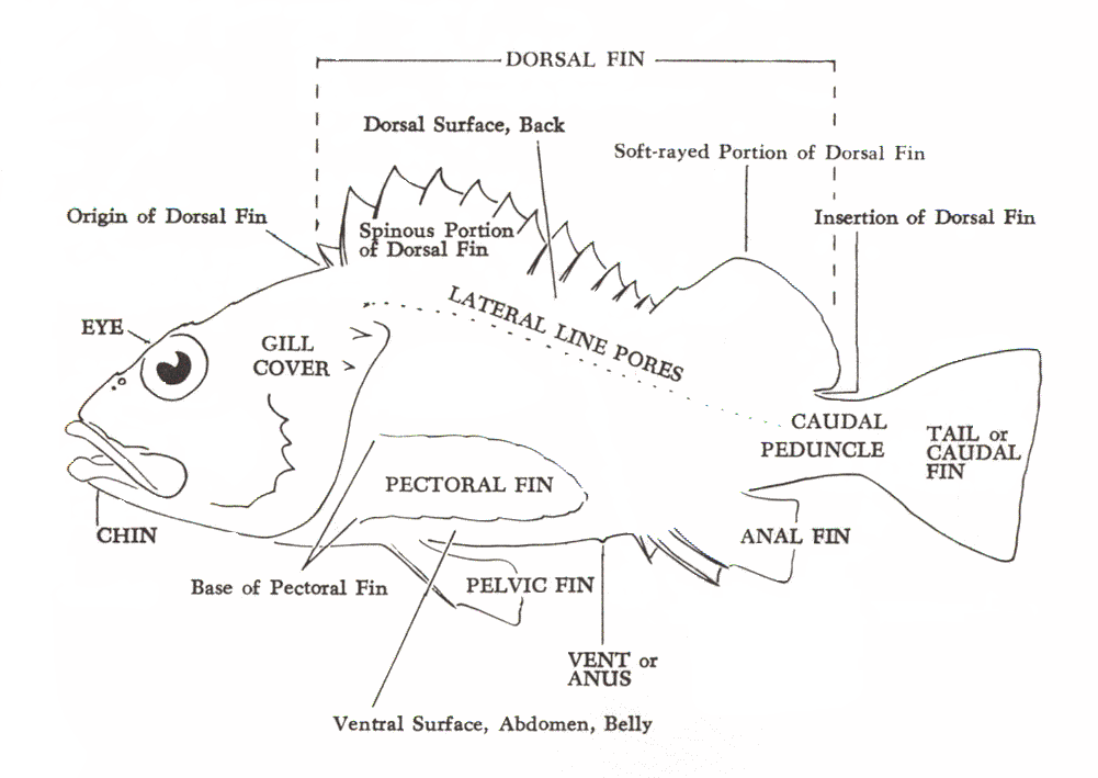 小丑鱼身体结构图图片