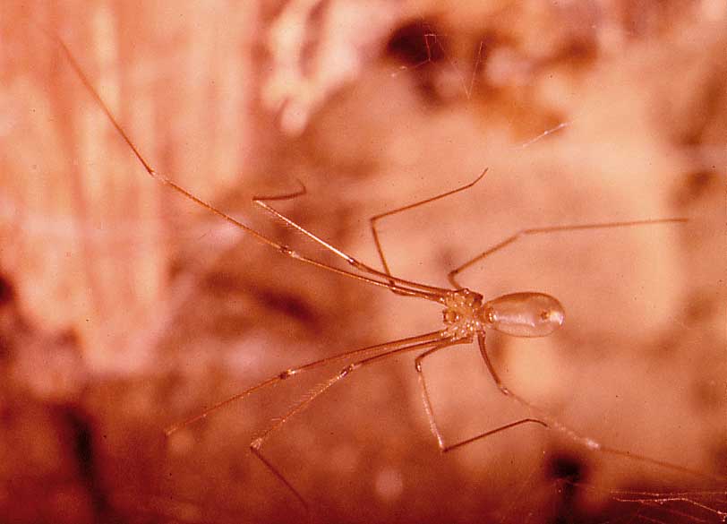 Daddy long legs: Myth & Facts - Budget Brothers Termite & Pest Control