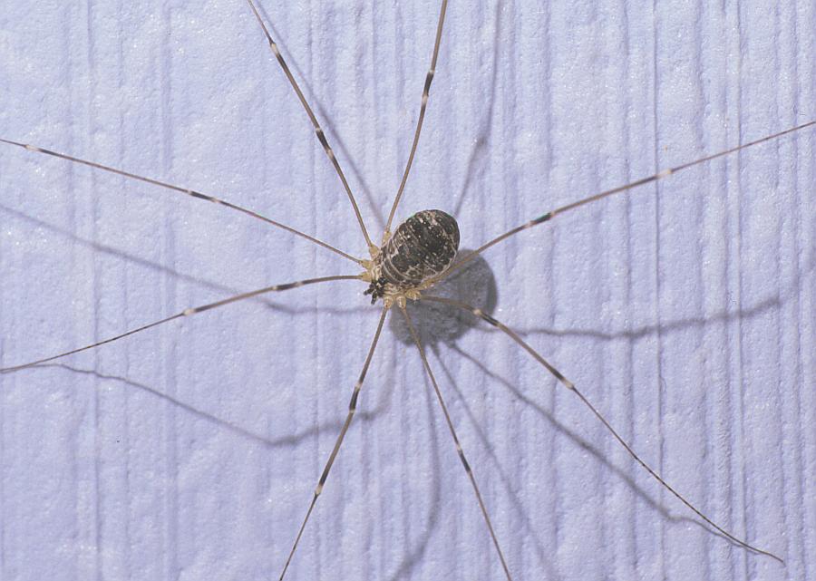 Daddy Long-Legs Spider - African Snakebite Institute